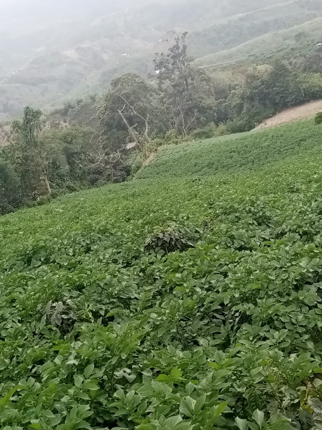 kentang
