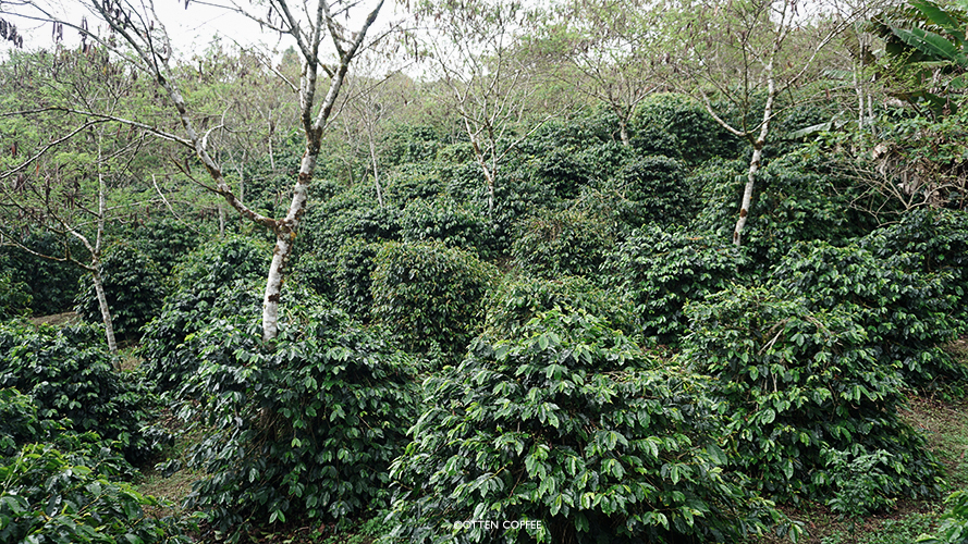 perkebunan kopi